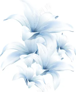 百合花 手绘百合花 百合花 手绘百合花