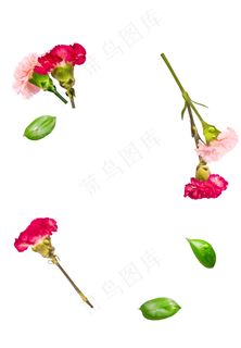 红色鲜花 鲜花