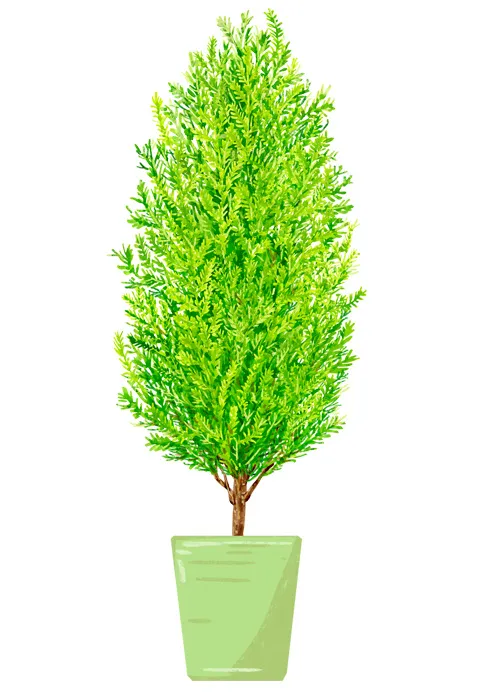 绿植盆栽 盆栽