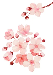 樱花 手绘樱花 樱花 手绘樱花