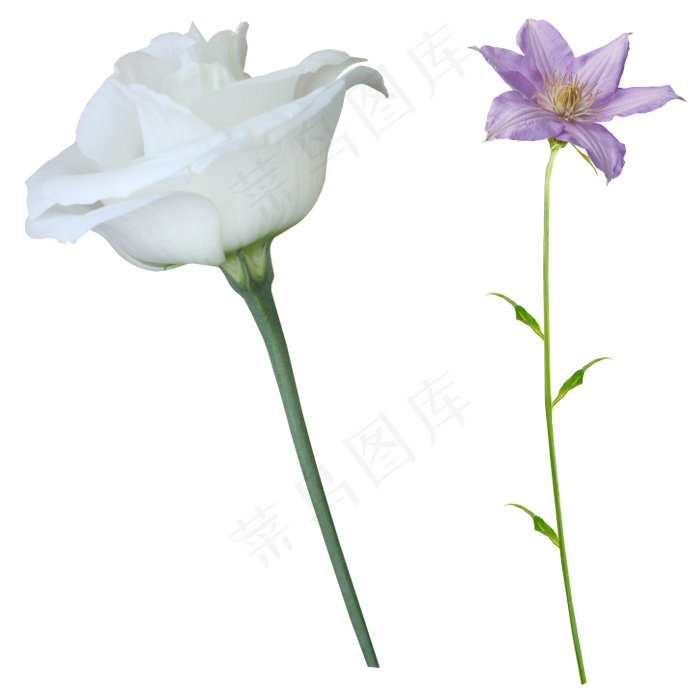 白玫瑰 丁香花psd模版下载