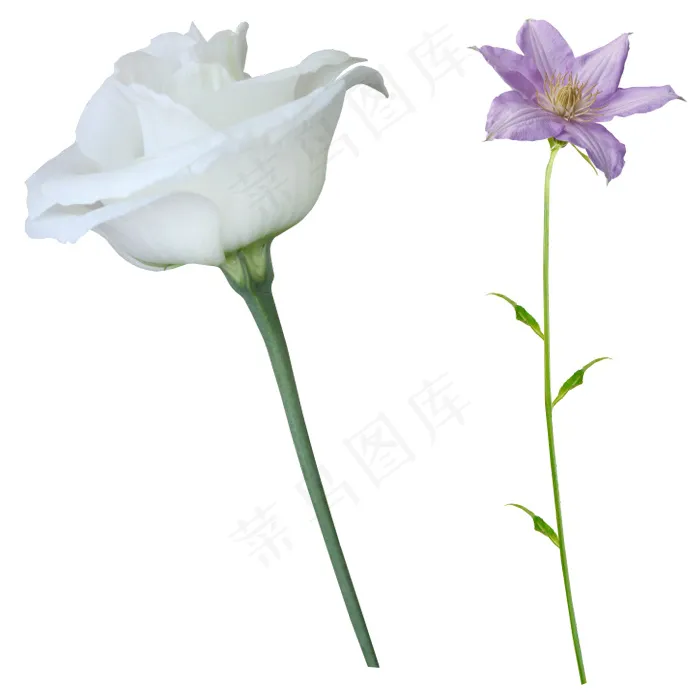 白玫瑰 丁香花psd模版下载