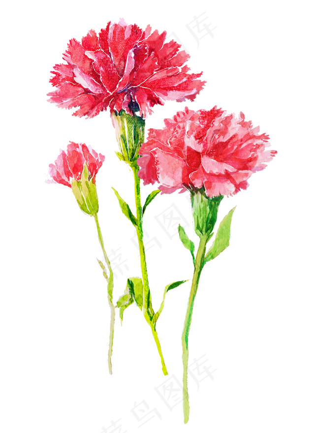 红色鲜花 百合花