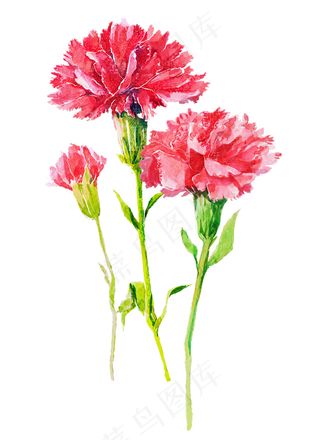 红色鲜花 百合花