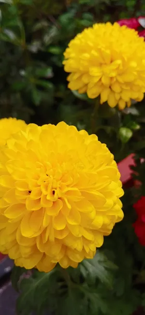 菊科类兵乓菊 菊科类兵乓菊