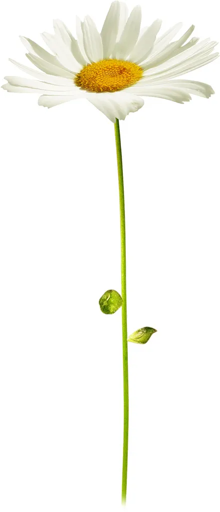 白菊花 野菊花
