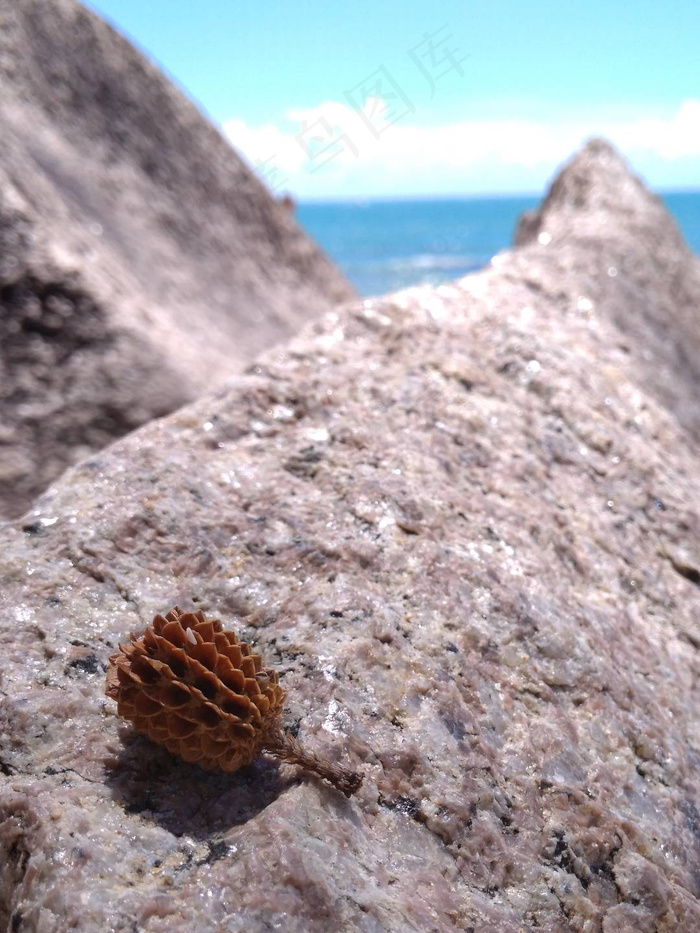 海边石头上的树种