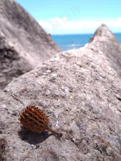 海边石头上的树种