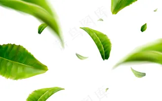 绿色树叶 绿叶背景