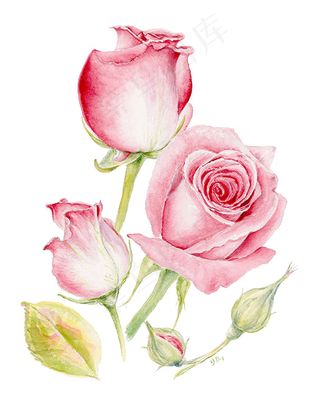 玫瑰花 玫瑰 粉玫瑰