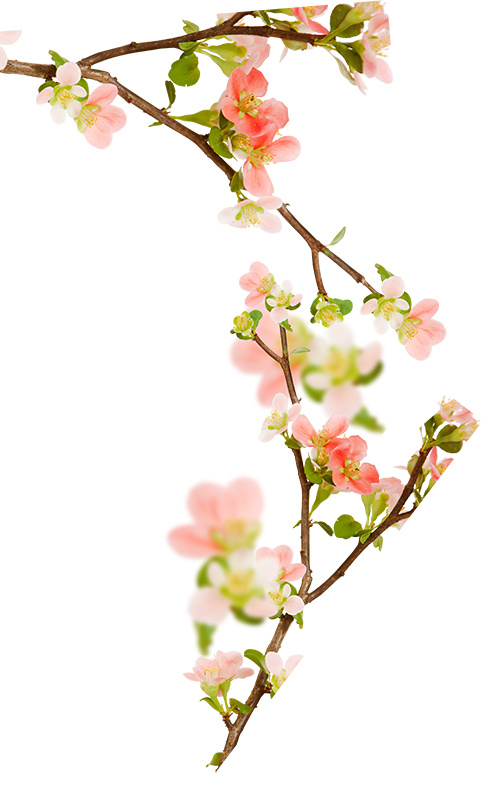 石榴花 石榴枝条psd模版下载