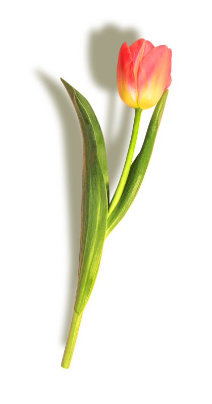 郁金香 手绘鲜花