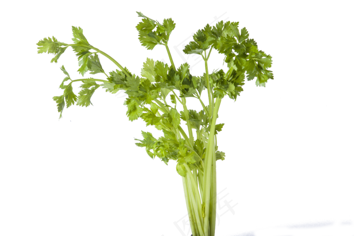 一把绿色大叶的芹菜