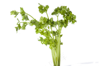 一把绿色大叶的芹菜