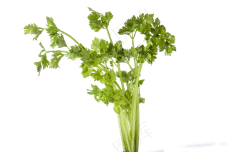 一把绿色大叶的芹菜