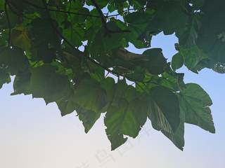 绿色树叶天空风景