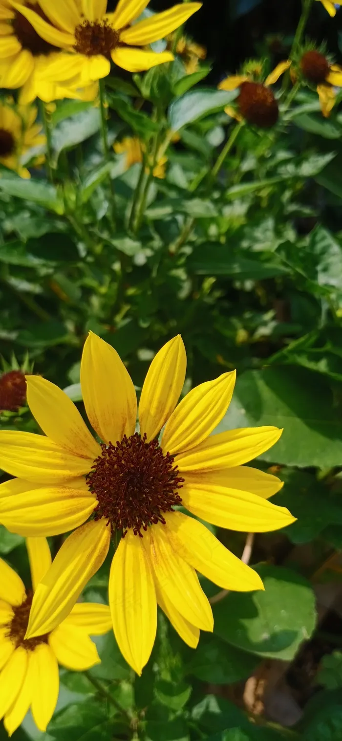 观赏性葵花