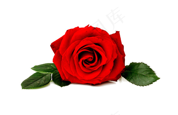 玫瑰花 玫瑰 红玫瑰