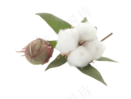 棉花|纯棉|棉花素材|棉|纯棉面料