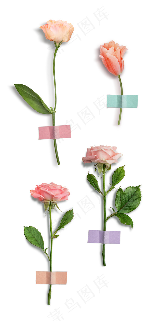 玫瑰花 粉玫瑰 红玫瑰