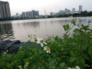 湖边小野花