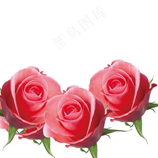 玫瑰花 粉玫瑰 红玫瑰