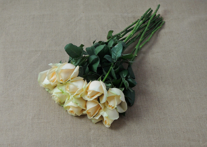 蜜桃雪山玫瑰花图片