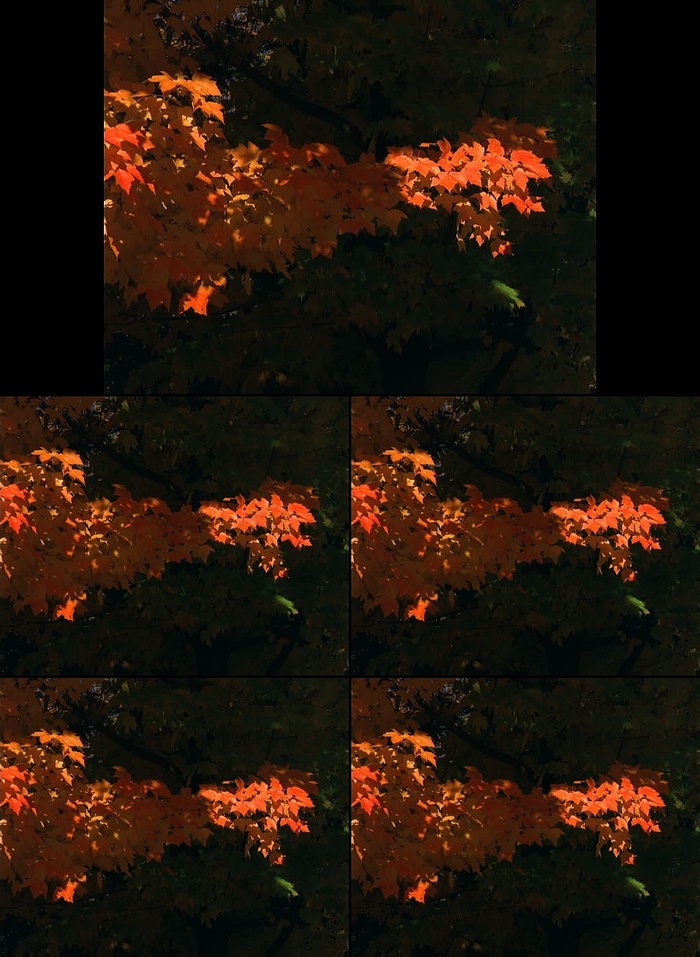 秋天红色枫叶红叶特写视频素材