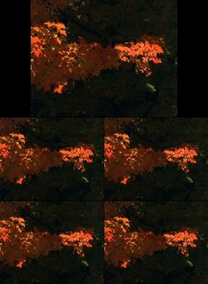 秋天红色枫叶红叶特写视频素材