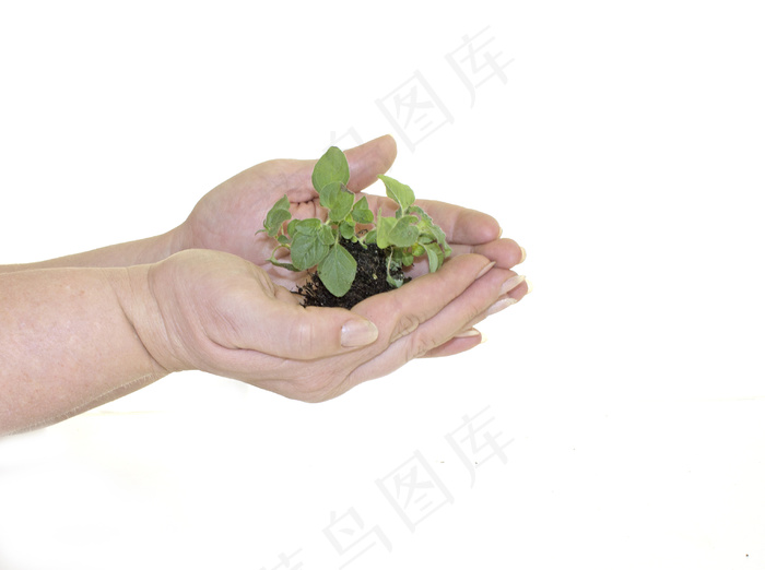 植物在手