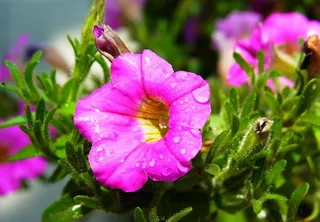 紫色喇叭花图片