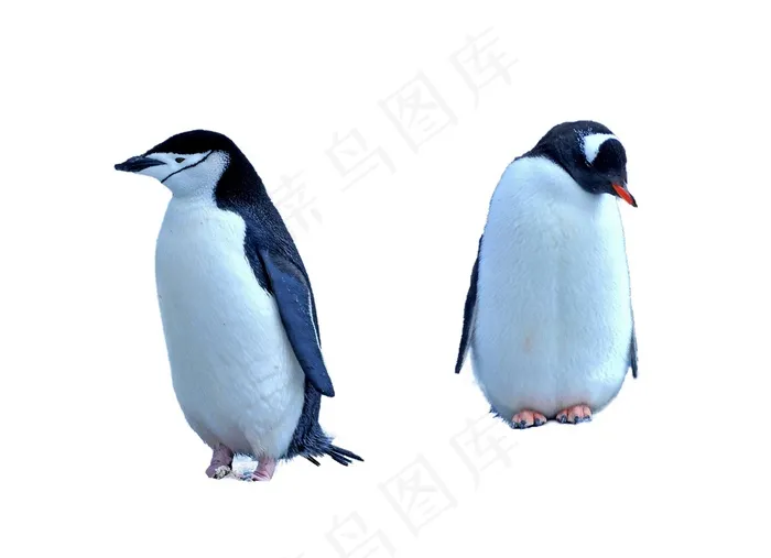 企鹅免抠素材PSD分层psd模版下载