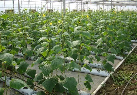 黄瓜无土栽培图片