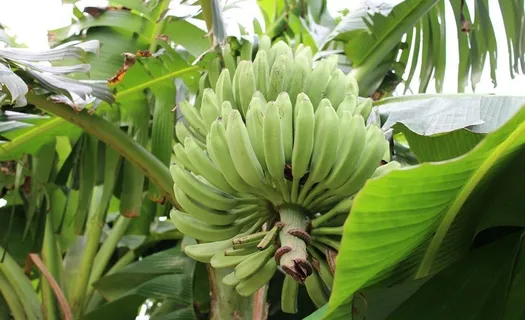 生蕉图片 生蕉图片