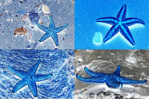 蓝色海星psd分层 蓝色海星psd分层