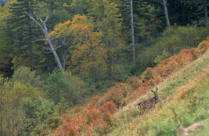 树木风景画图片