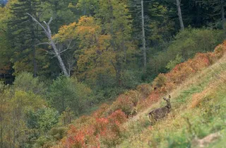 树木风景画图片