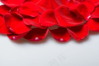 玫瑰花花瓣图片