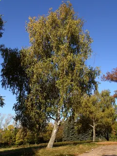 美丽树木风景 美丽树木风景