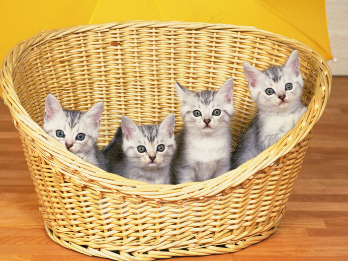 篮子里的四只猫咪图片
