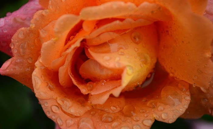 雨中月季花图片