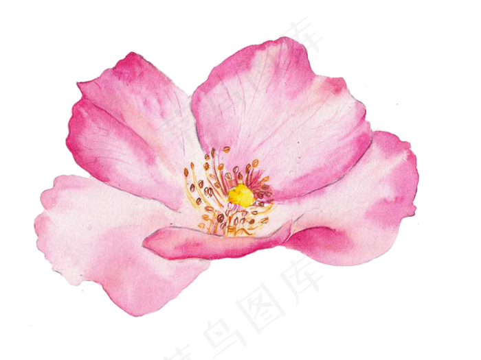 花瓣桃花樱花玫瑰花唯美花瓣素材