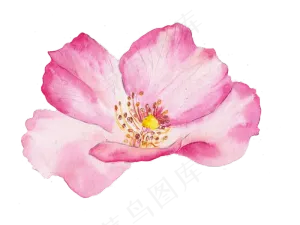 花瓣桃花樱花玫瑰花唯美花瓣素材