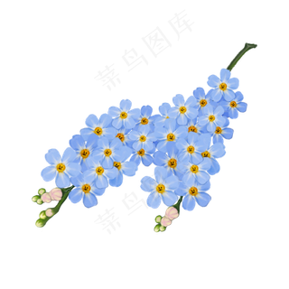 春日春天蓝色风信子花串清新美丽春日春天蓝色风信子花串清新美丽