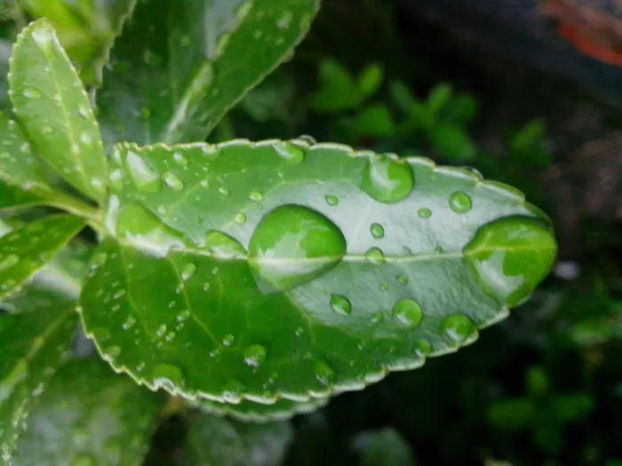 水滴树叶图片