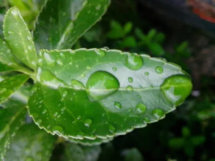水滴树叶图片 水滴树叶图片