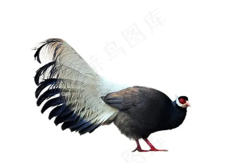 褐马鸡免抠素材PSD分层 褐马鸡免抠素材PSD分层