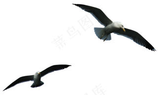动物免抠png图片ps素材飞鸟
