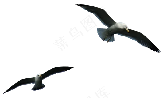 动物免抠png图片ps素材飞鸟 动物免抠png图片ps素材飞鸟