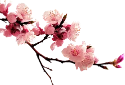 花瓣桃花樱花玫瑰花唯美花瓣素材(249X169)